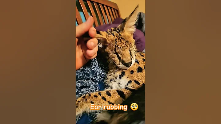 Watch the video about Big Ear Kitten #cuteanimals