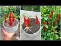 Grow Your Own Spicy Garden | Planting Red Chili Varieties at Home