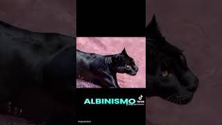 Pantera negra.#melanismo#datoscurisos