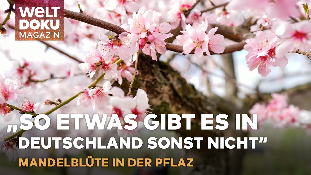 MANDELBLÜTE IN DER PFALZ: „So etwas gibt es in Deutschland sonst nicht“  | WELT DOKU Magazin