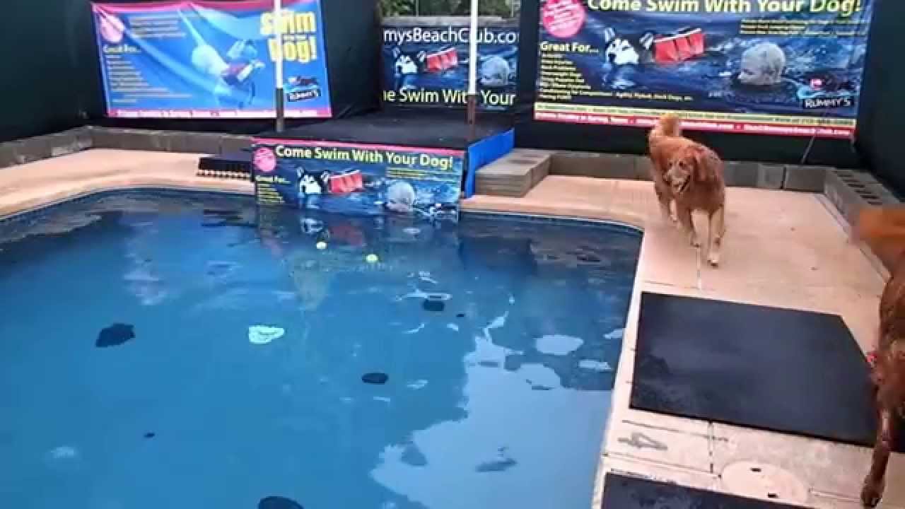 So which Golden Retriever will get the tennis balls in the swimming pool - Campbell or Rusty?