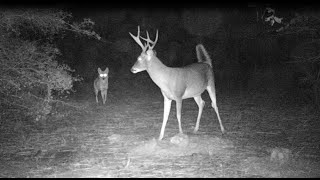 Trail Cam Video : Multiple Species Compilation