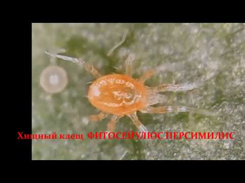 Video: Bilden Phytoseiulus Persimilis Netze?