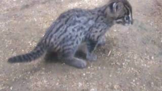 天王寺動物園 スナドリネコ赤ちゃん5 20090916 110