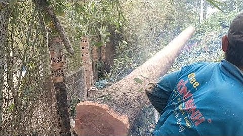 Cưa cây dầu siêu to , Máy cưa G4200. Cưa cây kỹ thuật cao