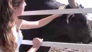 Rodeo Bulls -- Killers, or Gentle Giants?