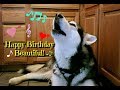 Malamute Sings Happy Birthday Song!!!