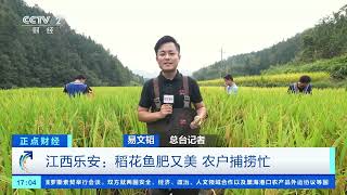[正点财经]江西乐安：稻花鱼肥又美 农户捕捞忙| 财经风云