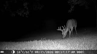 8 point buck