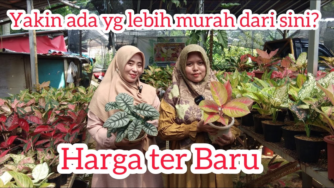 update harga terbaru di via plant. 100 rb dapet banyak dan bagus bagus