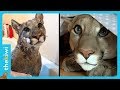 This adorable puma is raised as a house cat