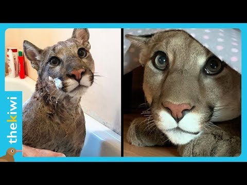 adorable puma is raised as a house cat 