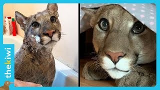 This adorable puma is raised as a house cat