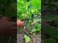 Grow Cucumbers Fast From Cuttings