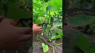 Grow Cucumbers Fast From Cuttings