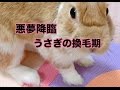 換毛期でうさぎさんの顔ボコボコ