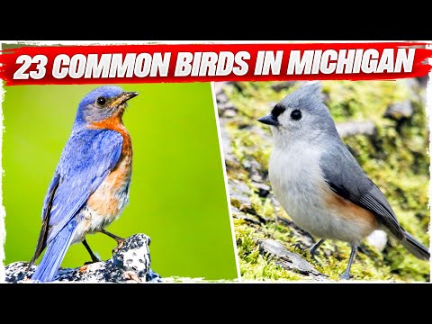 Hoobly Michigan Birds