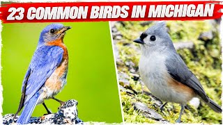 23 Common Birds in Michigan