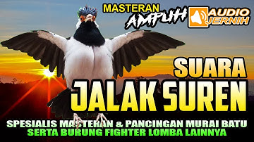 SUARA JALAK SUREN GACOR || MASTERAN MURAI BATU.KACER.CUCAK IJO FIGHTER KONTES