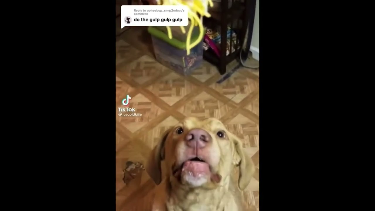 Gulp gulp gulp dog meme credits to “Icecoldkilla” shiz post ig