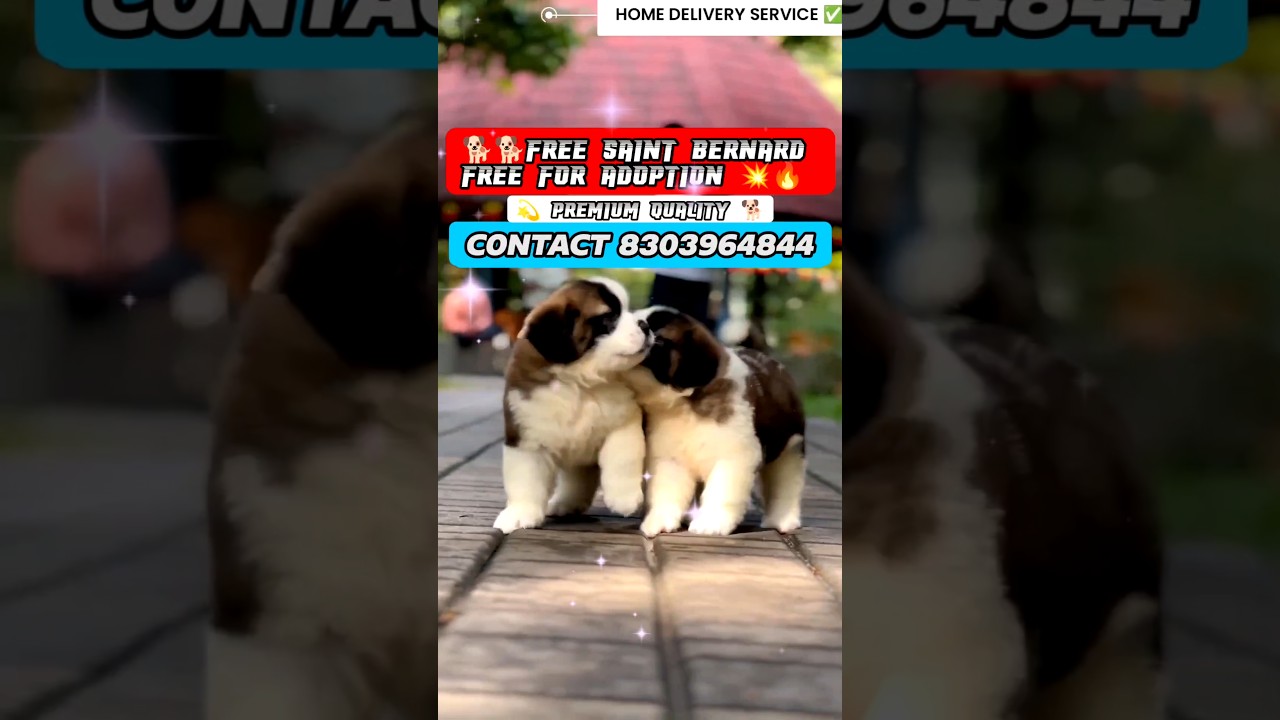 🦍Free Saint Bernard puppy for adoption🦅