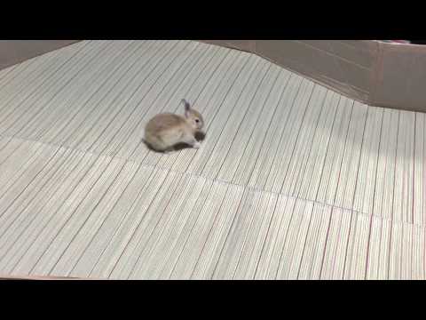 ウサギ うさぎ ネザーランド 可愛い赤ちゃんウサギ Youtube