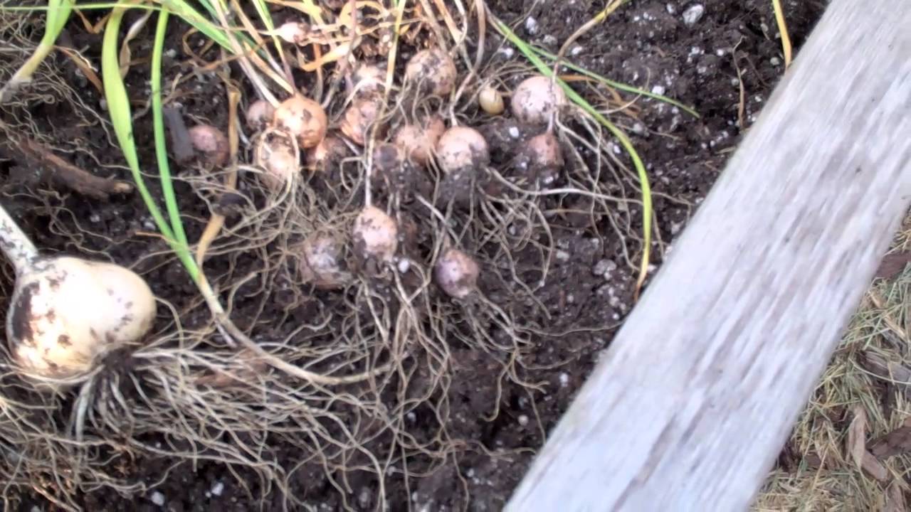 Garlic Harvest! Hardneck Garlic Harvest YouTube
