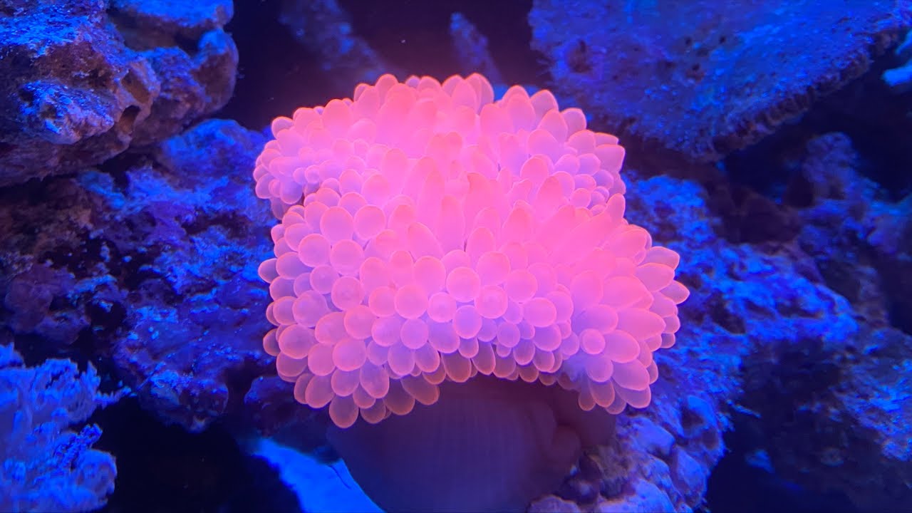 サンゴレイアウト　擬岩　とっと サンゴレイアウト 擬岩 とっと様専用