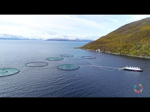 Grieg Seafood - Farming the ocean for a better future