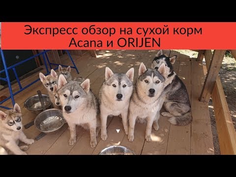 Разбор Сухих Кормов 1 ая серия : Корм ACANA и ORIJEN