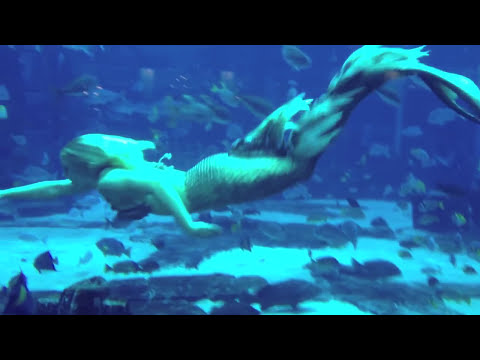 Mermaid Melissa Interview Underwater Footage Dubai Aquarium