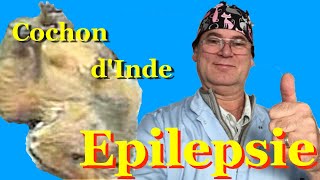 Convulsion et Epilepsie du Cochon dInde et du Cobaye