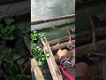 #Fishing #mancing #foryou #RiverFishing #Microfishing #OutdoorLife #catchandrelease #bangfaizwoi