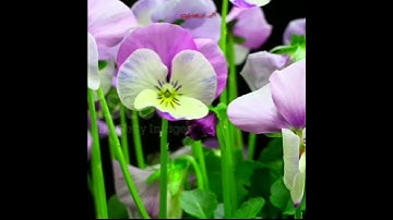 تلاوة مباركة من سورة هود .ألشيخ رعد محمد ألكردي