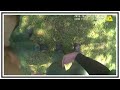 Deputy Gets Tasered In The "Nuts" | Body Cam | United States | 20181016