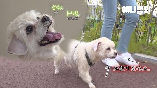 산책을 좋아하지만 나가면 기이한 행동을 보이는 강아지ㅣDog That Vomits Every Time Taking A Stroll screenshot 4
