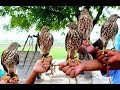 Teetar ka shikar!!!black francolin hunting | Perigrine Falcon Destroys Pigeon Mp3