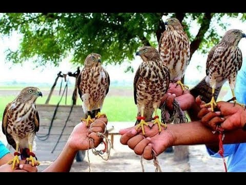 quail hunting quail hunting