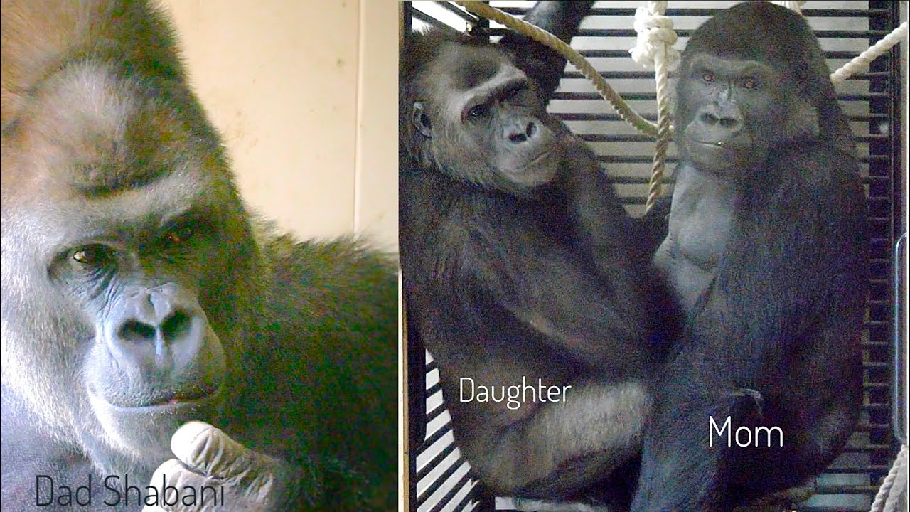 Тетя горилла если хотите стать сильными детки