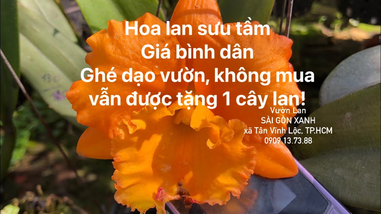 🇻🇳 Clip số 30: 15/02/2026 - Cattleya, Brassavola sưu tầm -Giá rẻ - Ghé vườn, không mua vẫn được lan!