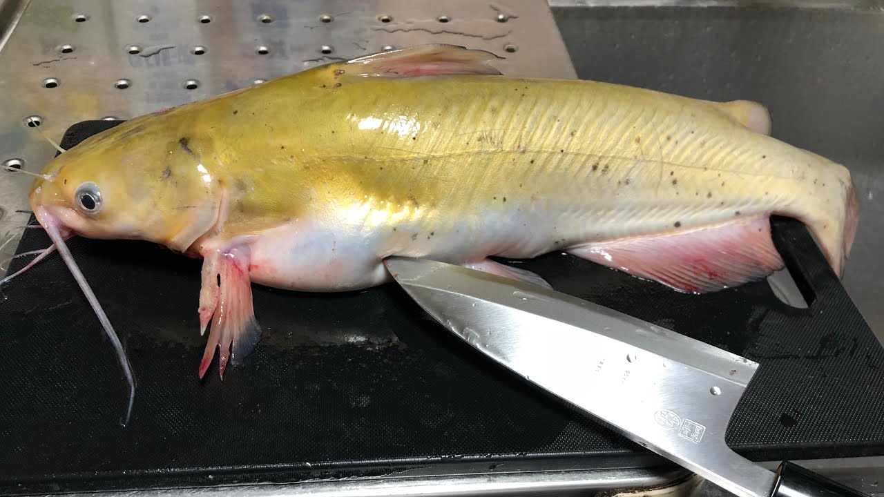 腹がパンパンのナマズを捌くと胃袋の中から・・・