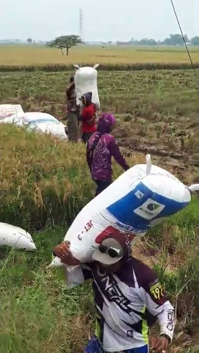 KULI PANGGUL GABAH HASIL COMBINE YANMAR