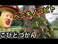 【ベニキノコビト 】を見つけた。【こびとづかん】