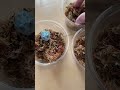 ツノガエルが3匹やってきました。