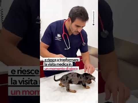 Video: Se mai il tuo cane o gatto lo fa, vai subito dal veterinario!