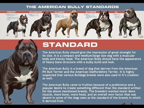 American Bully Tri Color Chart