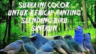 suara pikat burung liar untuk jenis selendang biru/sikatan ninon/sintrun/kehicap ranting terbaru