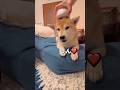ペット用オートツイストブラシを使ってみた🐶（前編）#柴犬 #チワワ #shorts