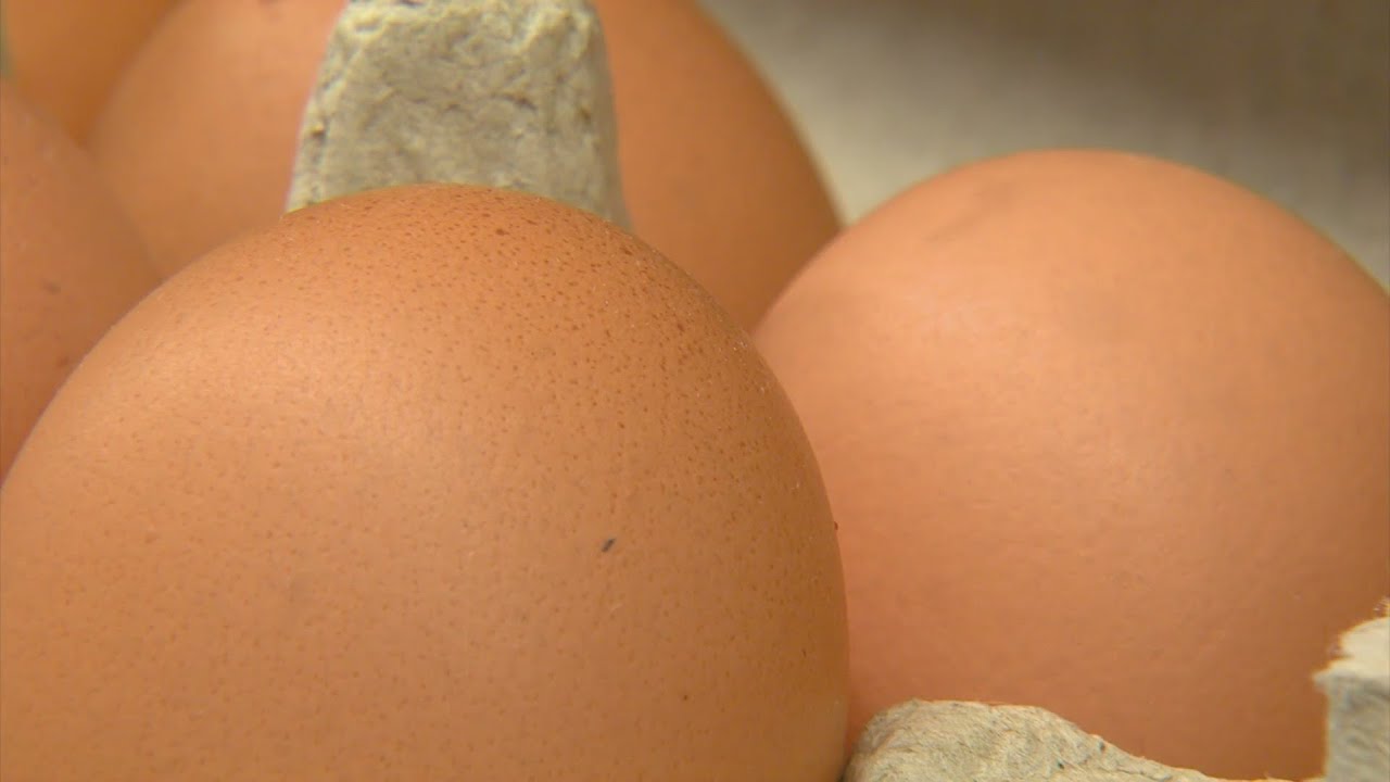 Colorado law will require cage-free egg production - CBS Colorado