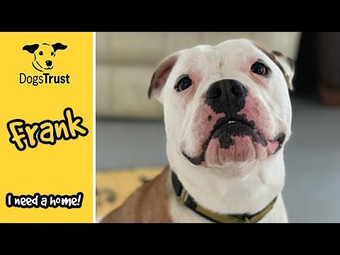 frank-the-tank-l-dogs-trust-basildon